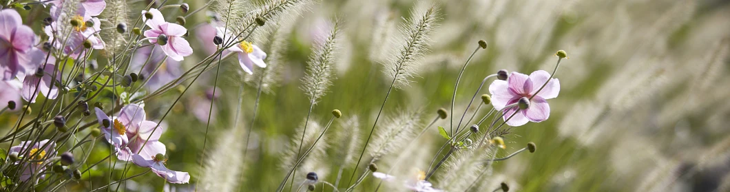 Gartenbau_Gartenunterhalt_Landschaftsbau_Hauser Gaerten_Naturgärten_Biodiversität (150) Horticulture_Entretien_Paysager_Hauser Gaerten_Jardins naturels_Biodiversité (150)